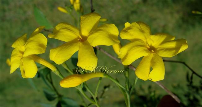  Flowers